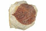 Fossil Leaf (Davidia) - Montana #190429-1